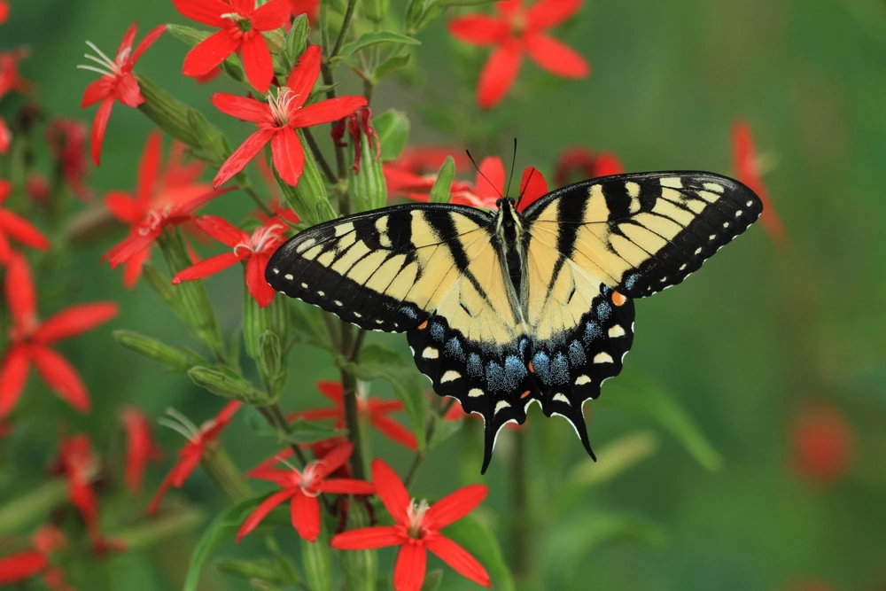 20 Royal Red Catchfly Seeds - Silene Regia, Native Hummingbird Flower - Image 4