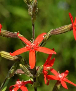 20 Royal Red Catchfly Seeds - Silene Regia, Native Hummingbird Flower - Image 5