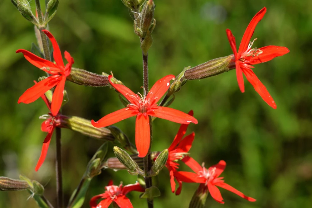 20 Royal Red Catchfly Seeds - Silene Regia, Native Hummingbird Flower - Image 5