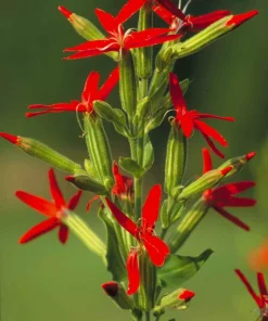 20 Royal Red Catchfly Seeds - Silene Regia, Native Hummingbird Flower - Image 6