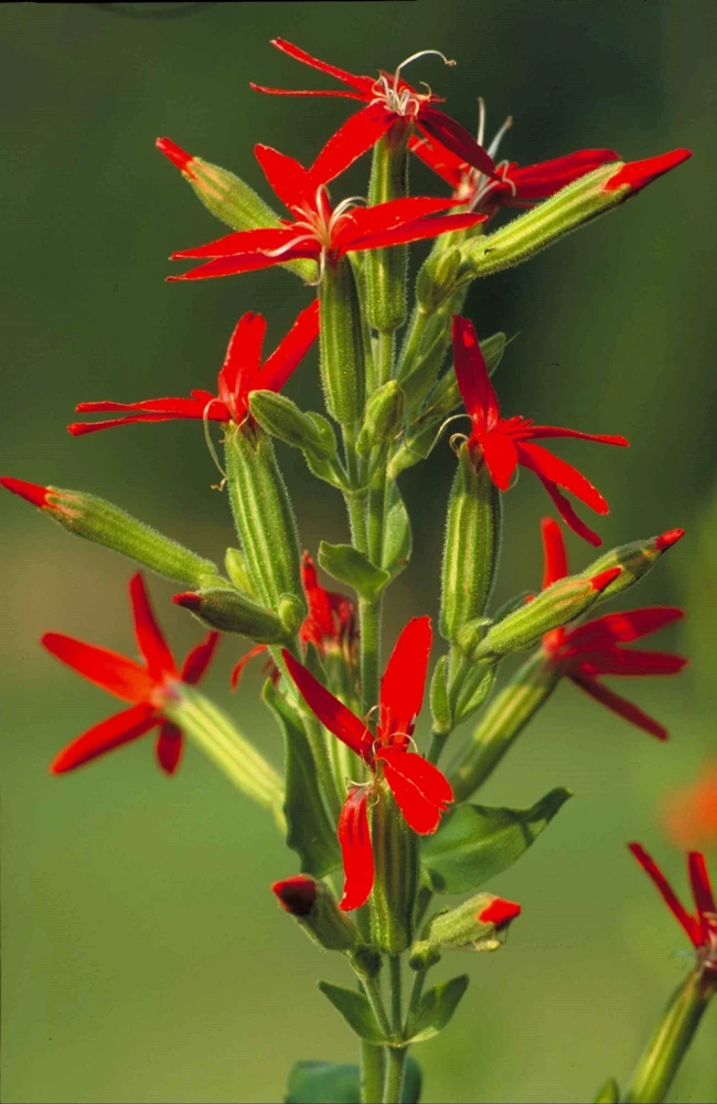 20 Royal Red Catchfly Seeds - Silene Regia, Native Hummingbird Flower - Image 6