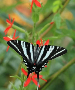 20 Royal Red Catchfly Seeds - Silene Regia, Native Hummingbird Flower - Image 7