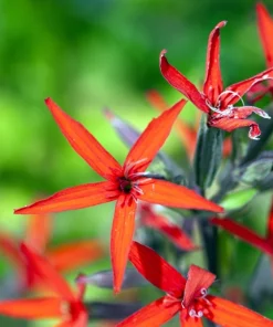 20 Royal Red Catchfly Seeds - Silene Regia, Native Hummingbird Flower - Image 8