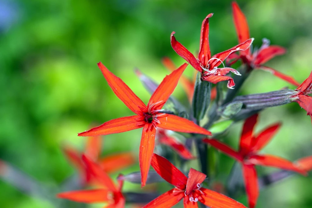20 Royal Red Catchfly Seeds - Silene Regia, Native Hummingbird Flower - Image 8