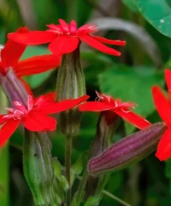 20 Royal Red Catchfly Seeds - Silene Regia, Native Hummingbird Flower - Image 9