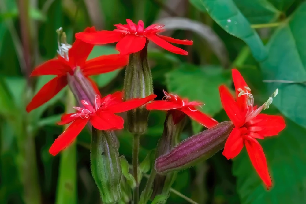 20 Royal Red Catchfly Seeds - Silene Regia, Native Hummingbird Flower - Image 9