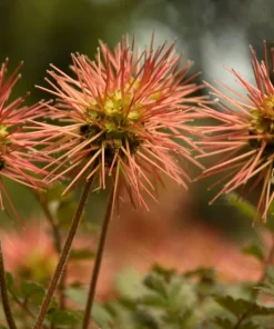 20 Scarlet Piripiri Acaena Microphylla Groundcover Flower Seeds - Image 2