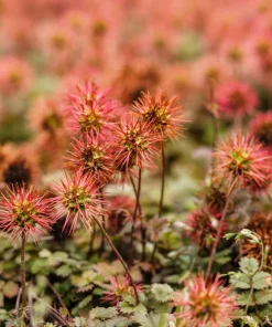 20 Scarlet Piripiri Acaena Microphylla Groundcover Flower Seeds - Image 3