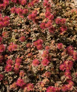 20 Scarlet Piripiri Acaena Microphylla Groundcover Flower Seeds - Image 4