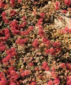 20 Scarlet Piripiri Acaena Microphylla Groundcover Flower Seeds - Image 5