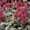 20 Scarlet Piripiri Acaena Microphylla Groundcover Flower Seeds - Image 1
