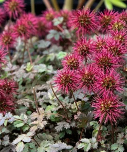 20 Scarlet Piripiri Acaena Microphylla Groundcover Flower Seeds - Image 1