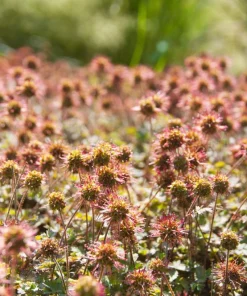 20 Scarlet Piripiri Acaena Microphylla Groundcover Flower Seeds - Image 6