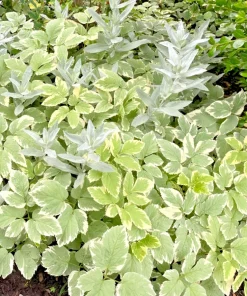 20 Snow on the Mountain Bare Root Plants - Hardy Perennial, White Flowers, Outdoor - Image 2