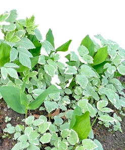 20 Snow on the Mountain Bare Root Plants - Hardy Perennial, White Flowers, Outdoor - Image 3