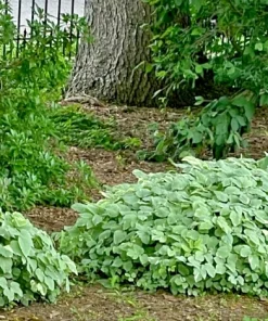 20 Snow on the Mountain Bare Root Plants - Hardy Perennial, White Flowers, Outdoor - Image 4