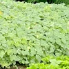 20 Snow on the Mountain Bare Root Plants - Hardy Perennial, White Flowers, Outdoor - Image 1