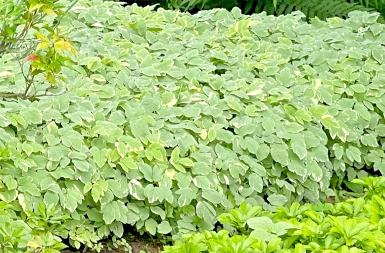 20 Snow on the Mountain Bare Root Plants - Hardy Perennial, White Flowers, Outdoor - Image 1