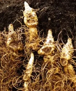 20 Solomon's Seal Bare Root Plants - Native Woodland Perennial - Image 2