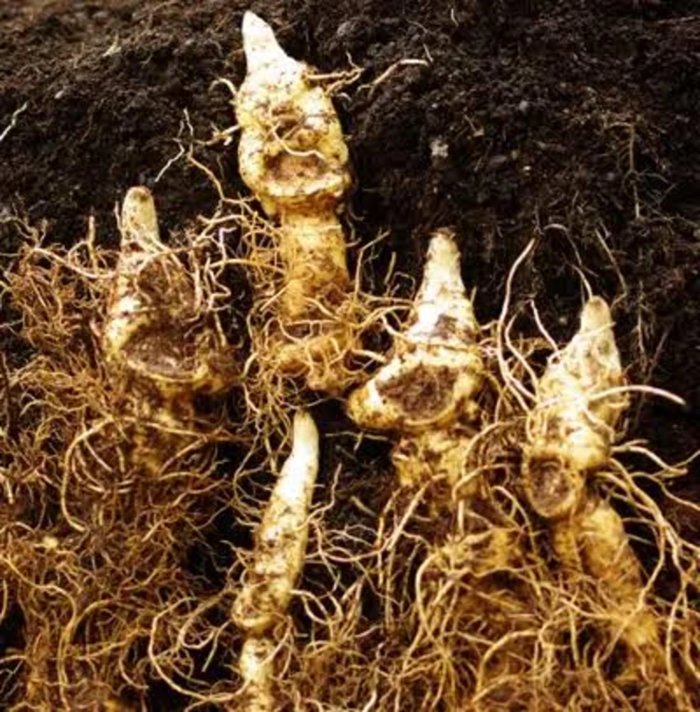 20 Solomon's Seal Bare Root Plants - Native Woodland Perennial - Image 2