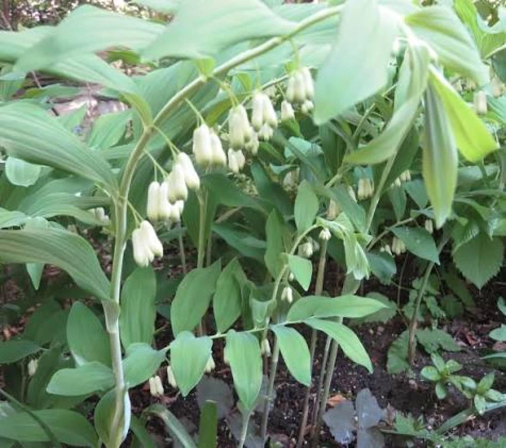 20 Solomon's Seal Bare Root Plants - Native Woodland Perennial - Image 3