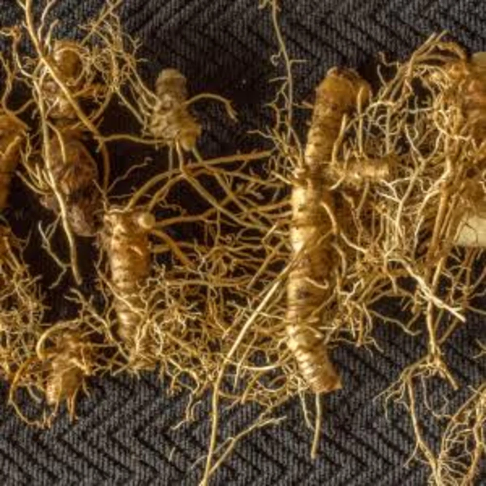 20 Solomon's Seal Bare Root Plants - Native Woodland Perennial - Image 4