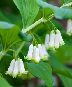 20 Solomon's Seal Bare Root Plants - Native Woodland Perennial - Image 5