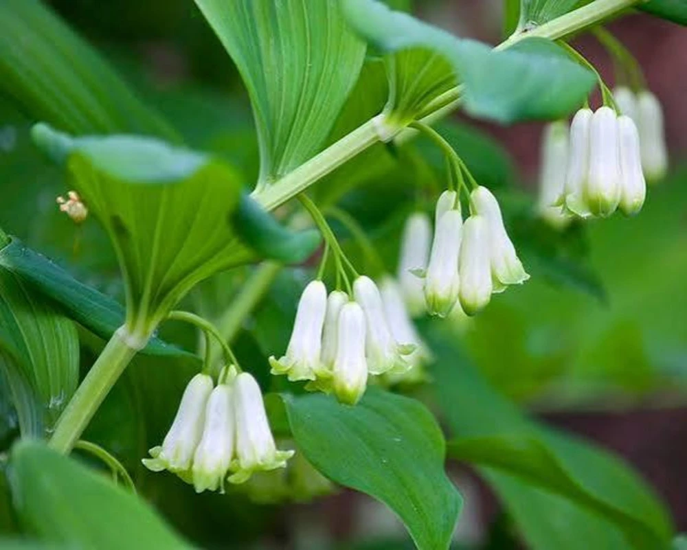 20 Solomon's Seal Bare Root Plants - Native Woodland Perennial - Image 5