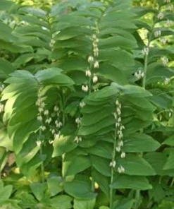 20 Solomon's Seal Bare Root Plants - Native Woodland Perennial - Image 6