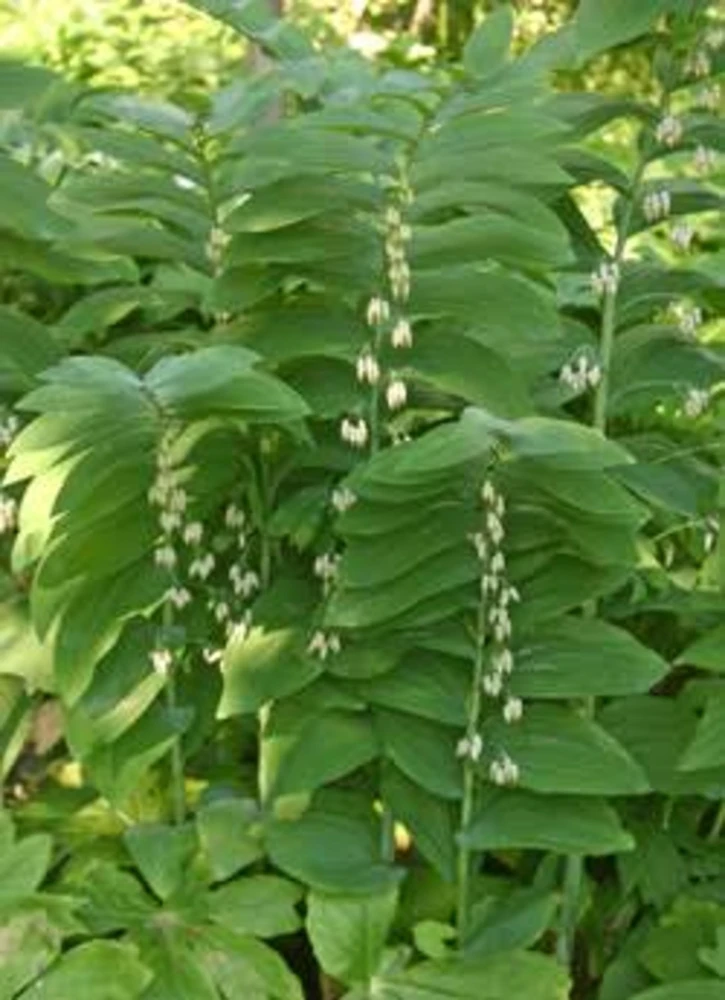 20 Solomon's Seal Bare Root Plants - Native Woodland Perennial - Image 6