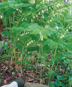 20 Solomon's Seal Bare Root Plants - Native Woodland Perennial - Image 7