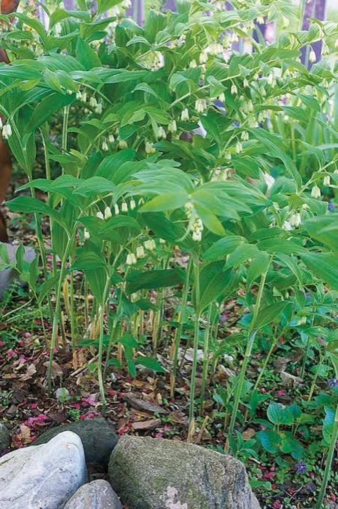 20 Solomon's Seal Bare Root Plants - Native Woodland Perennial - Image 7