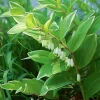 20 Solomon's Seal Bare Root Plants - Native Woodland Perennial - Image 1