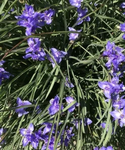 20 Spiderwort Tradescantia Rhizome Bulbs - Purple Perennial Outdoor Plant - Image 2