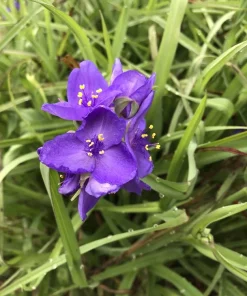 20 Spiderwort Tradescantia Rhizome Bulbs - Purple Perennial Outdoor Plant - Image 3