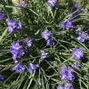 20 Spiderwort Tradescantia Rhizome Bulbs - Purple Perennial Outdoor Plant - Image 1