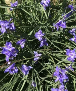20 Spiderwort Tradescantia Rhizome Bulbs - Purple Perennial Outdoor Plant - Image 1