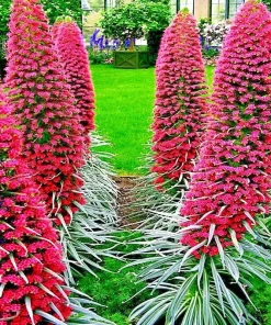 20 Tower of Jewels Seeds Echium Wildpretii Hummingbird Garden Flower Perennial - Image 2