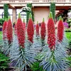 20 Tower of Jewels Seeds Echium Wildpretii Hummingbird Garden Flower Perennial - Image 1