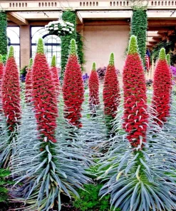 20 Tower of Jewels Seeds Echium Wildpretii Hummingbird Garden Flower Perennial - Image 1