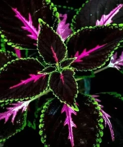 20 Tri-Color Coleus Seeds - Pink, Black & Green Foliage - Easy Grow Perennial - Image 3