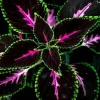 20 Tri-Color Coleus Seeds - Pink, Black & Green Foliage - Easy Grow Perennial - Image 1