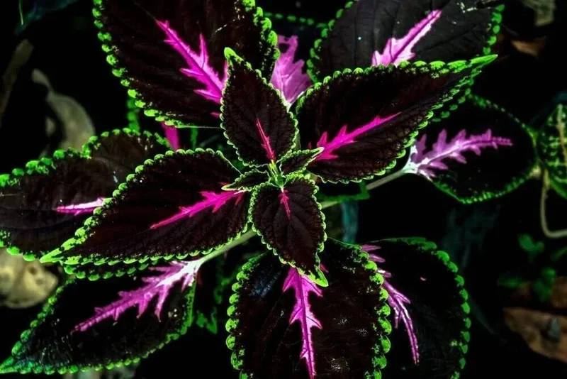20 Tri-Color Coleus Seeds - Pink, Black & Green Foliage - Easy Grow Perennial - Image 1