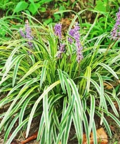20 Variegated Monkey Grass Bare Root - Liriope muscari 'Variegata' Live Perennial Groundcover - Image 2