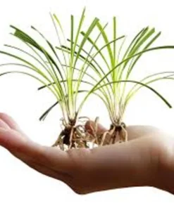 20 Variegated Monkey Grass Bare Root - Liriope muscari 'Variegata' Live Perennial Groundcover - Image 3
