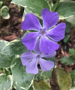 20 Variegated Vinca PeriwinkleTrailing Vine Starter Plants Purple BloomBare Root - Image 2