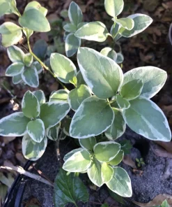 20 Variegated Vinca PeriwinkleTrailing Vine Starter Plants Purple BloomBare Root - Image 4