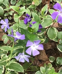 20 Variegated Vinca PeriwinkleTrailing Vine Starter Plants Purple BloomBare Root - Image 1