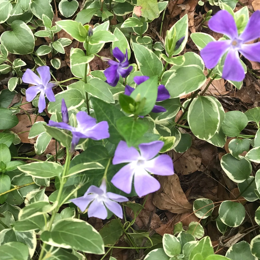 20 Variegated Vinca PeriwinkleTrailing Vine Starter Plants Purple BloomBare Root - Image 1