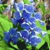 20 Virginia Bluebell Root Mertensia – Bare Root Perennial Flowers – Shade Lover - Image 1